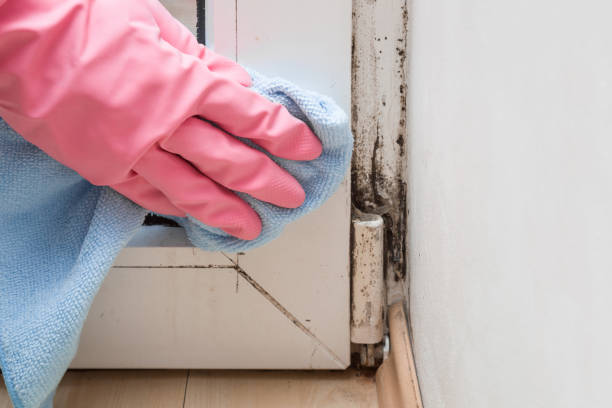 Environmental Consulting for Mold Prevention in Double Oak, TX